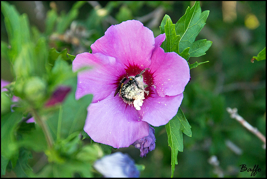 Abbuffata di polline.